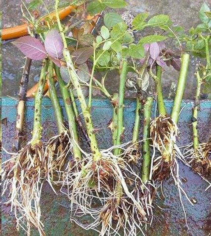 plant hormone root regulator iba naa 98%TC