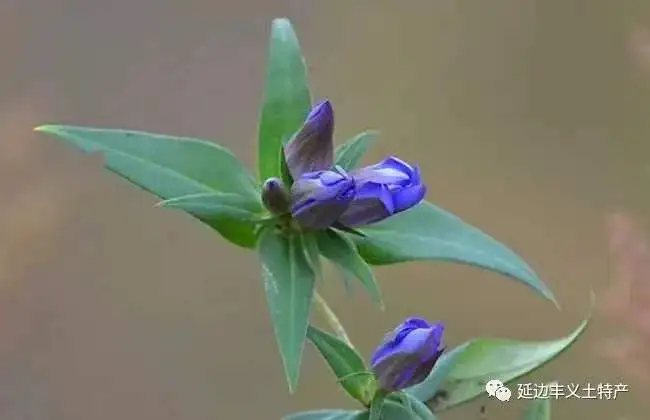 focherb龍膽茶提取物3% 5% 龍膽苦苷