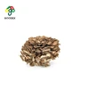 Wild Dried maitake mushroom with wholesale price