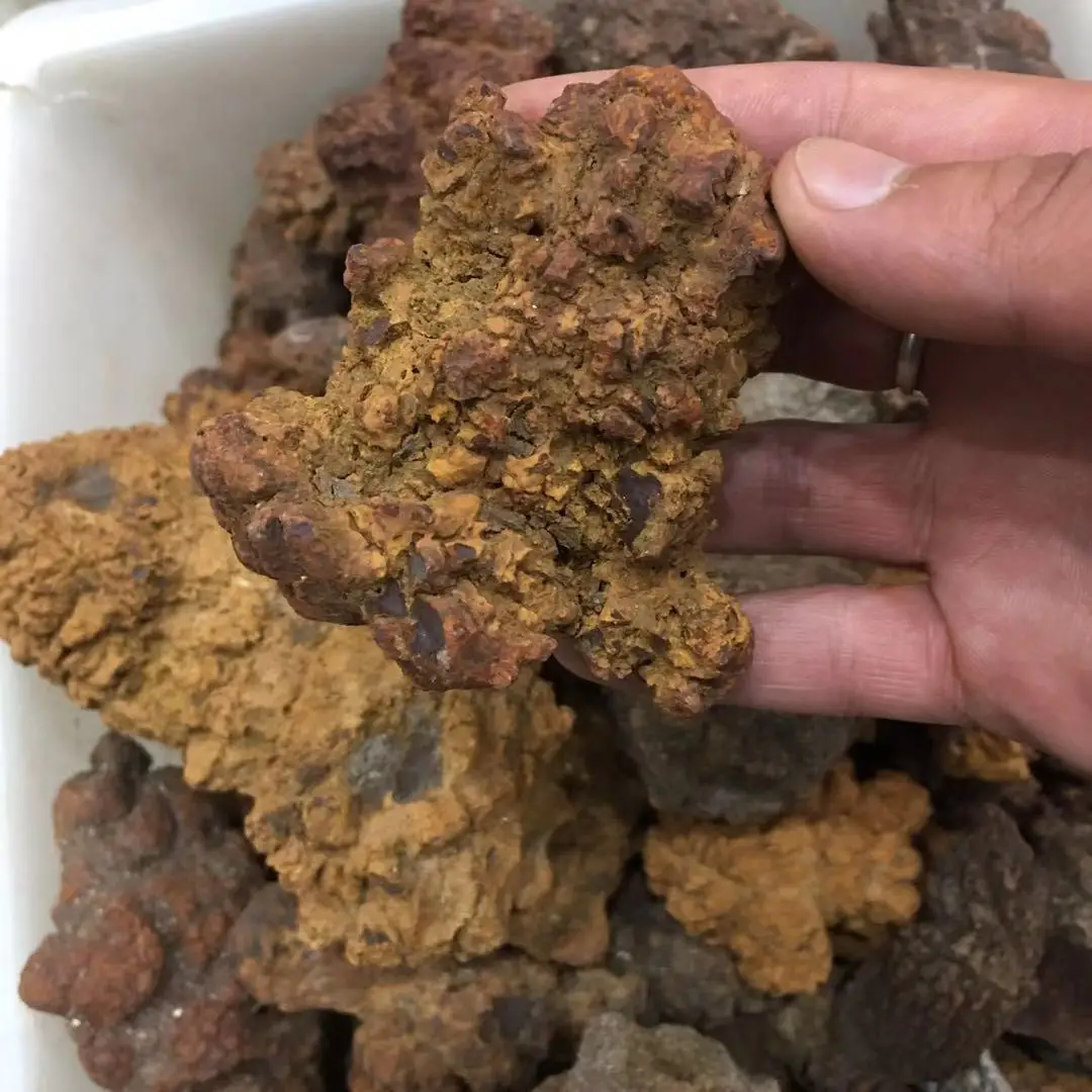 热卖天然恐龙粪便化石为人们带来正能量