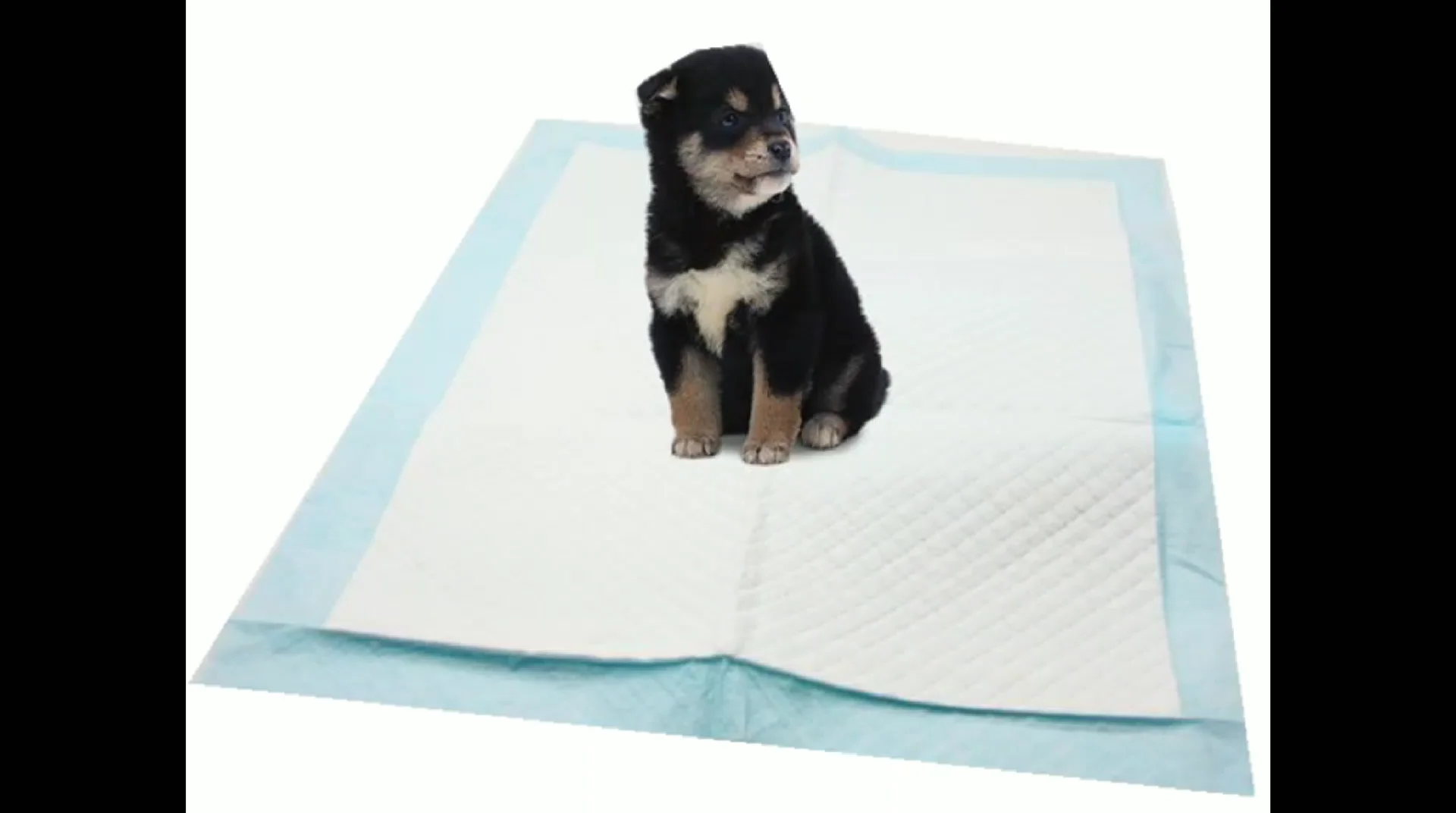 56x56cm Disposable Puppy Training Dog Pee Pads With Fragrance Buy Dog