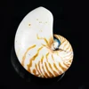 Home Decor Crafts Gifts Large Size Marine Natural Nautilus Turbo Shell
