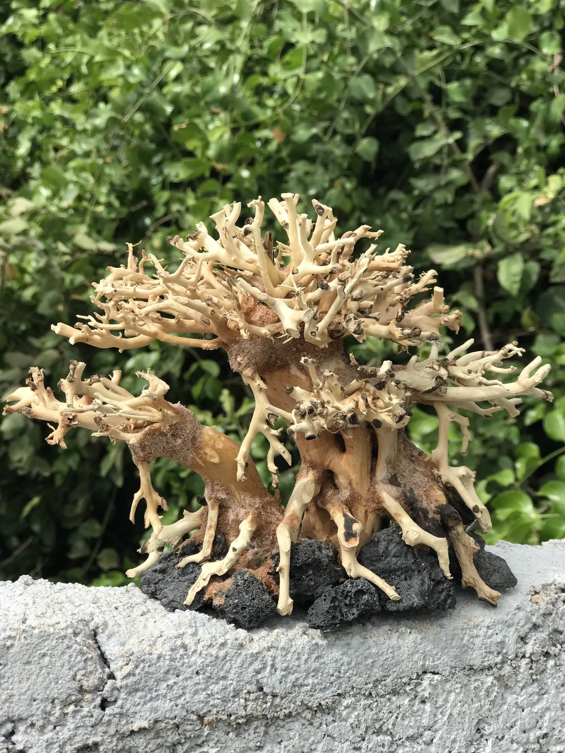 Driftwood Fish Tank Decoration Natural Aquarium Hot Sale Tree Root Decorative Competitive Price