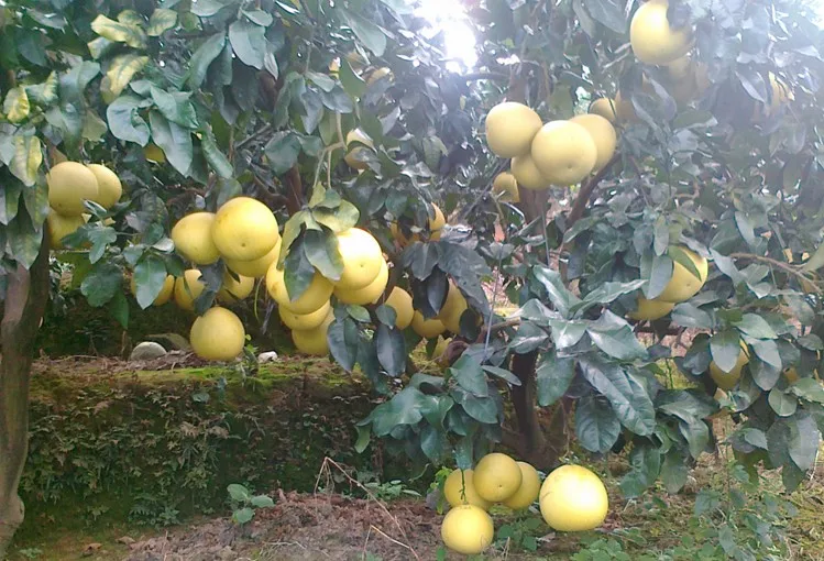 fresh honey pomelo 37.jpg