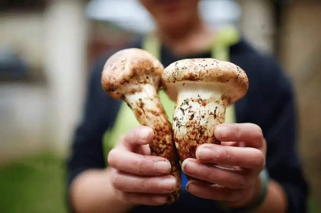 B.c.i Agaricus Blazei Murill Extract Fresh Matsutake Mushroom