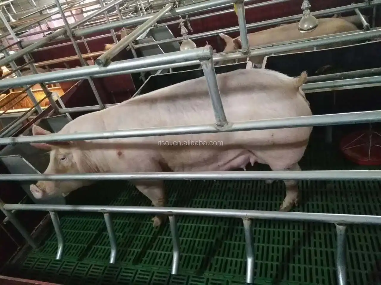 Полы для свиней