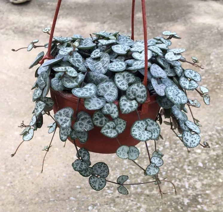 
Chain of Hearts hanging basket plant live succulent string of heart woody plants 