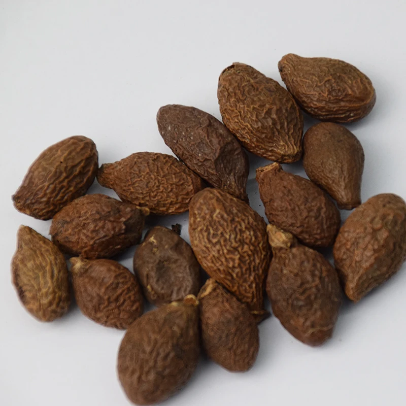 Chinese Herbs Sterculia Lychnophora Boat-fruited Scaphium Seed - 4uTea | 4uTea.com