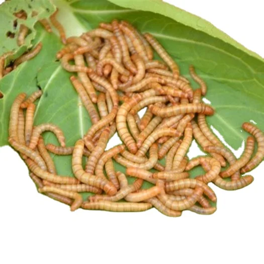 
Xin jie biotechnology Fish mealworm and premium quality food healthy protein mealworms dried 