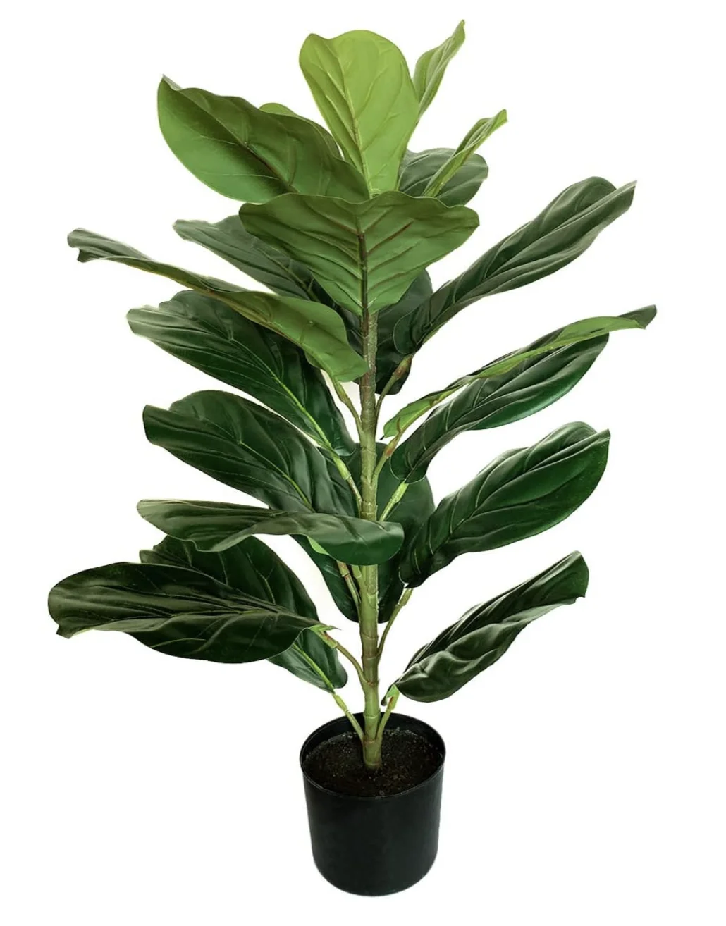 55cm Artificial Fiddle Leaf Fig Plants Plastic Ficus Lyrata Pandurata Trees For Shopping Mall Decoration Buy Fiddle Leaf Fig Tree Fake Fiddle Leaf Fig Tree Faxu Fiddle Leaf Fig Tree Product On Alibaba Com