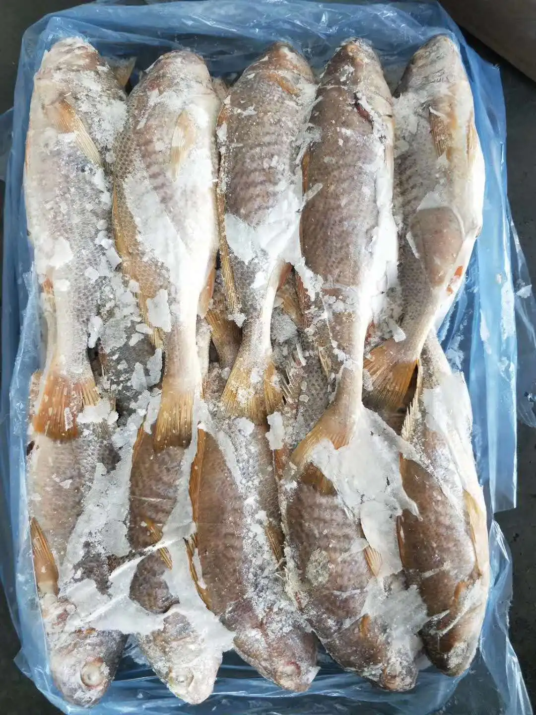 frozen yellow croaker 3.jpg