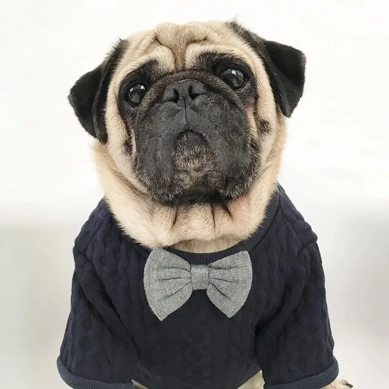 pug with clothes