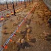 /product-detail/chicken-farming-materials-equipment-products-house-design-system-60777576910.html
