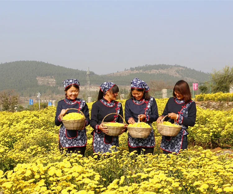 Standard Natural Yellow Chrysanthemum Tea Organic Dried Flower Tea - 4uTea | 4uTea.com