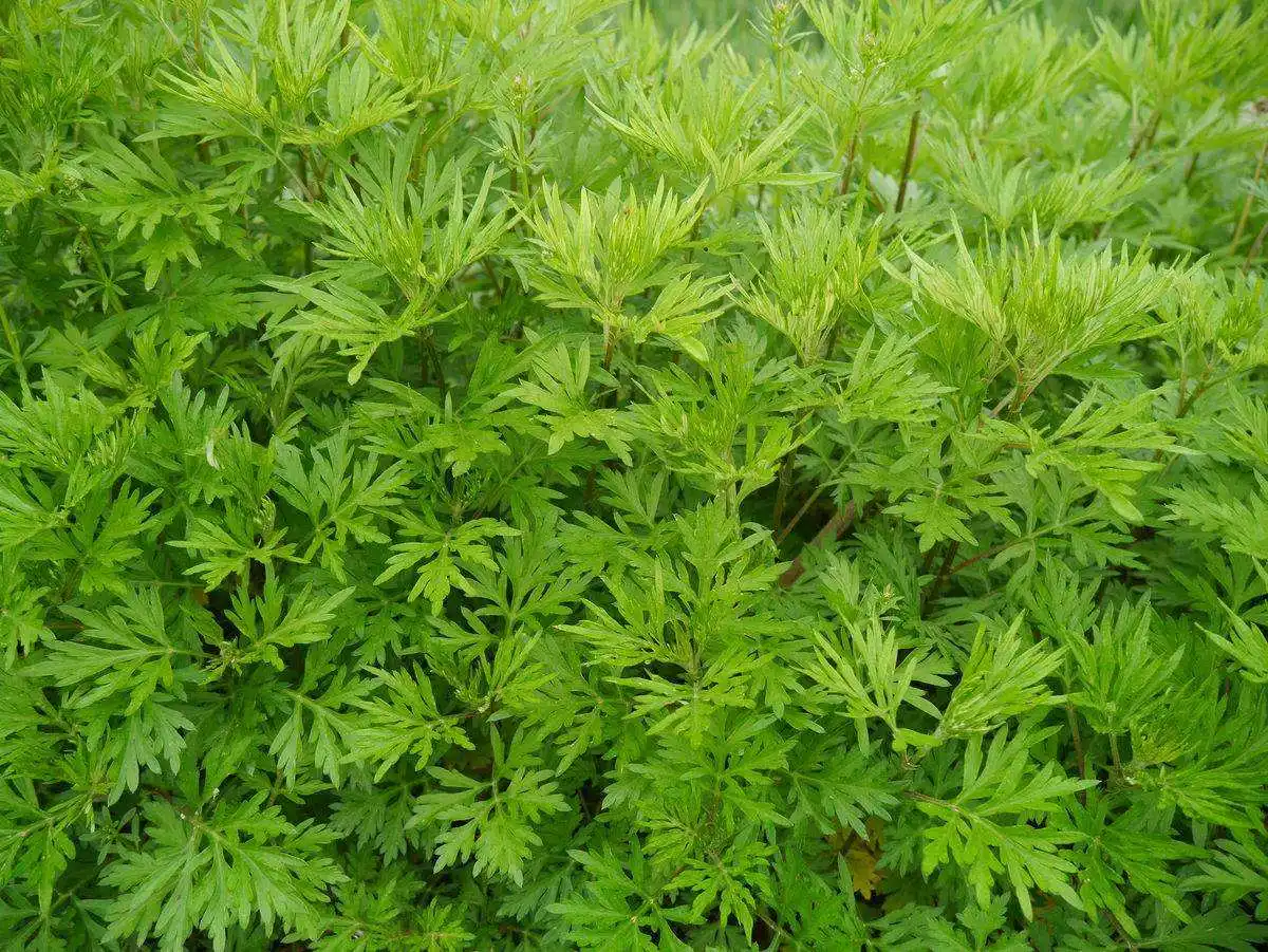 有机10:1 青蒿提取物青蒿素