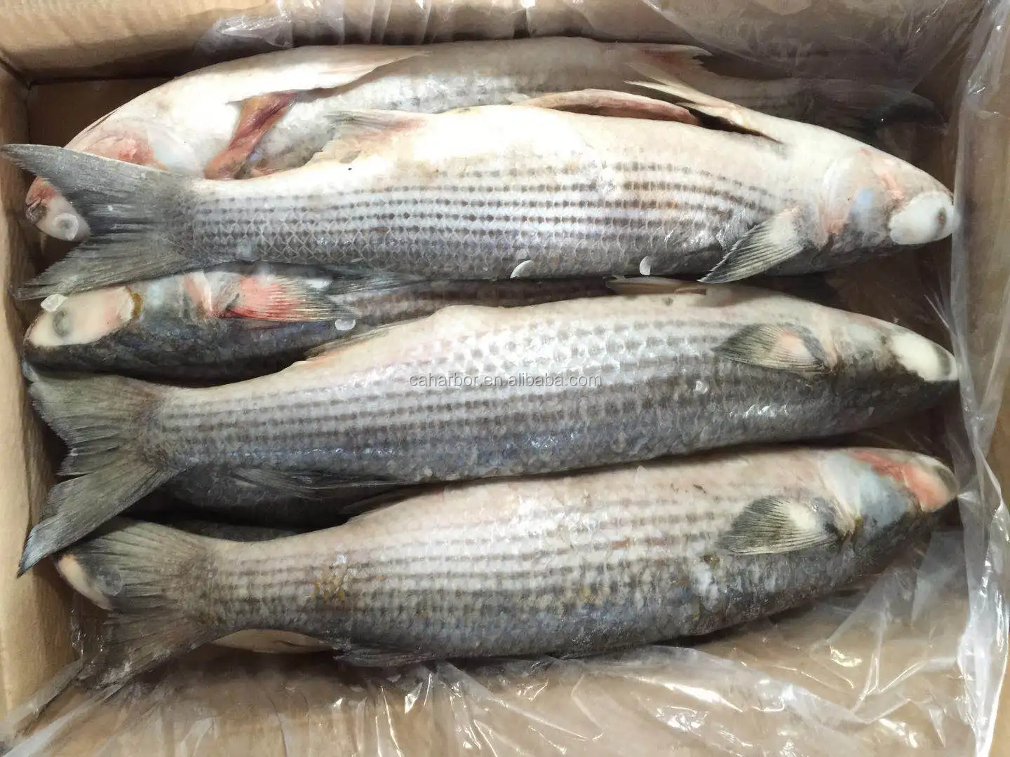 Рыба кефаль