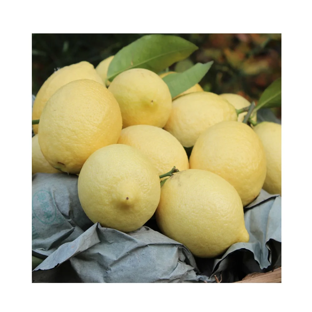 
wholesale citrus fruit fresh Lemon 