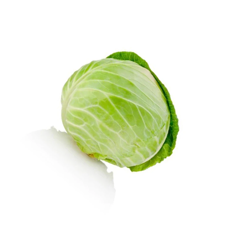 
Hot Selling Fresh Chinese High Water Content green cabbage 