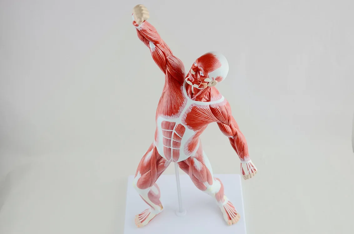 人体全身肌肉人模型艺术素描雕塑50厘米肌肉解剖教学辅助健身瑜伽展示