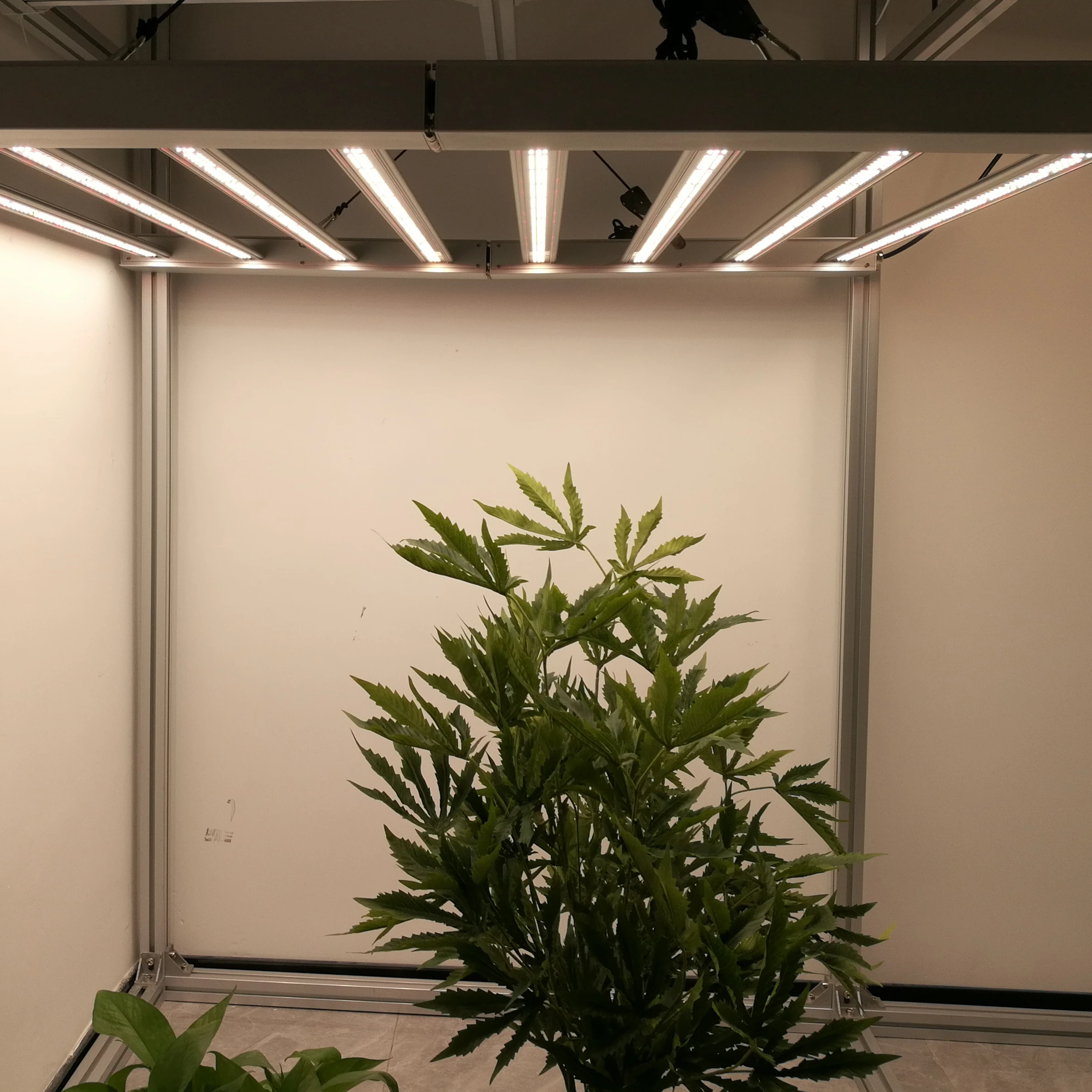 Circle Timer Switchable Dimmable 1200 Watt Hps Cob Led Grow Light Ebay 680w Samsung LM561C 301B