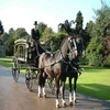 /product-detail/horse-carriage-driving-deluxe-pairs-harness-869744762.html
