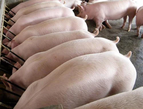 оптовые цен - Qurilish/ta‘mirlash uchun tovarlar .da Sirdaryo viloyati - OLX.uz