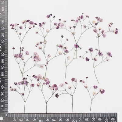 Babysbreath purple.jpg