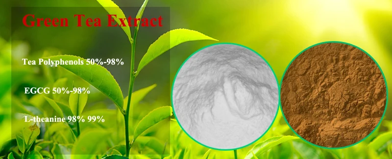 green tea extract