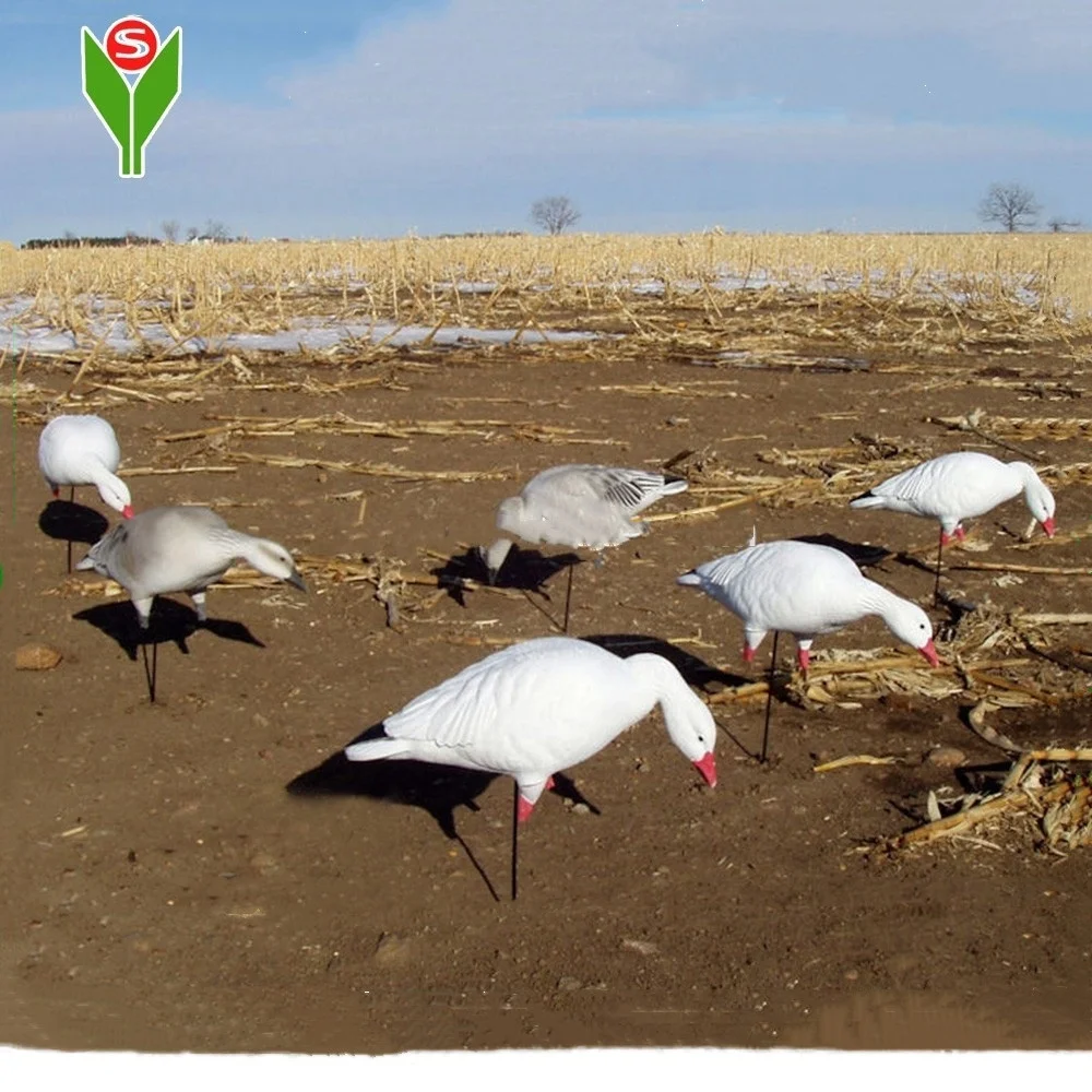 298snow goose duck-1.jpg