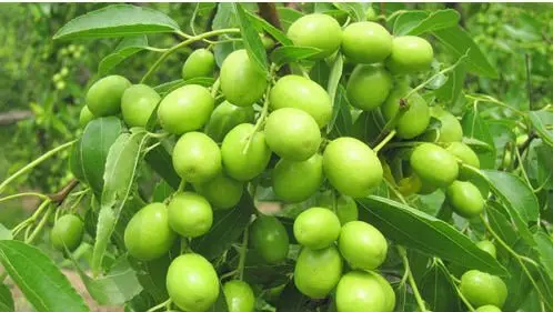 Freeze Dried Chinese Dates chips snacks