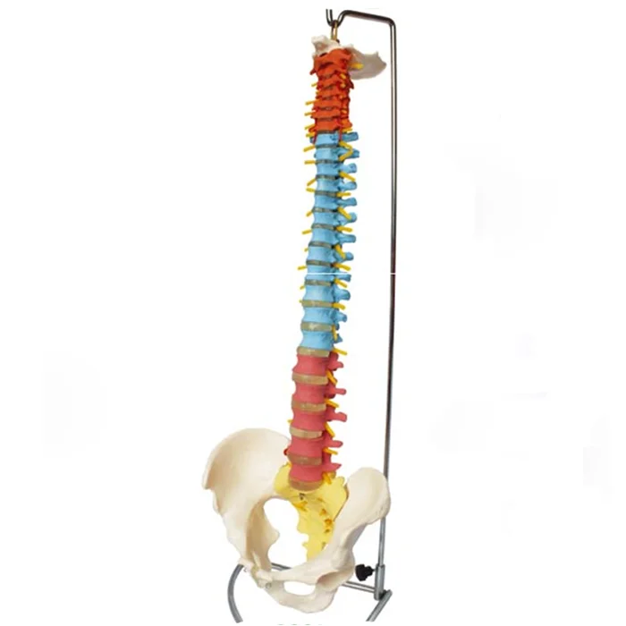 Easy Clean 80cm Human Vertebral Column Model With Pelvis Colored Muscle