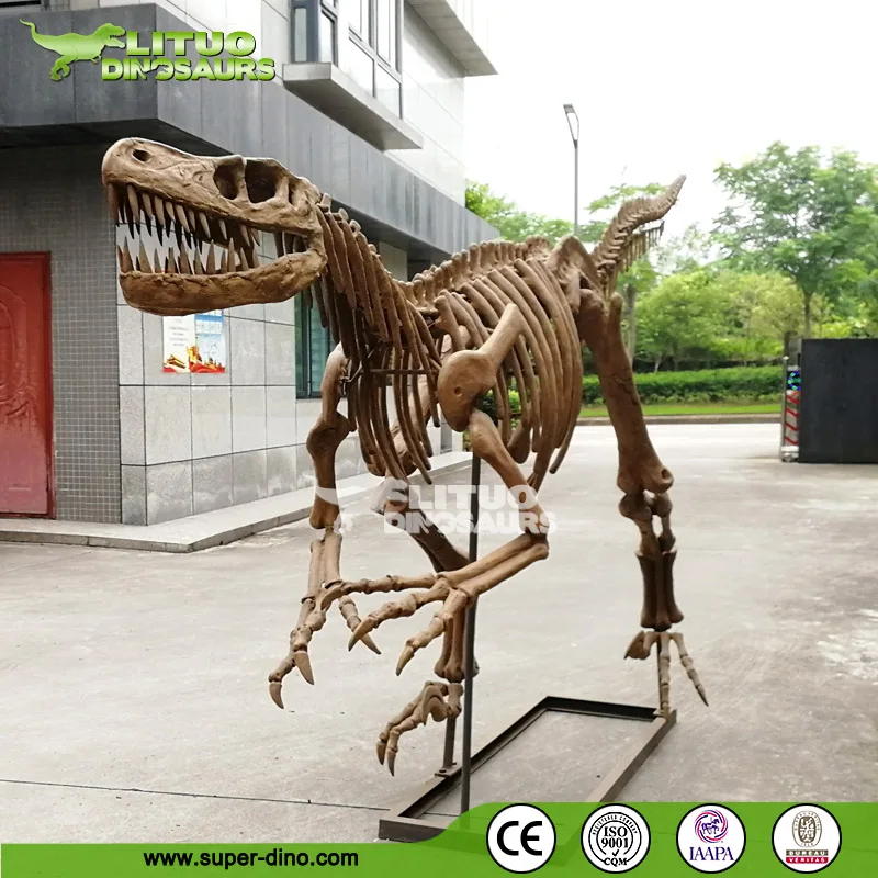 life size velociraptor skeleton