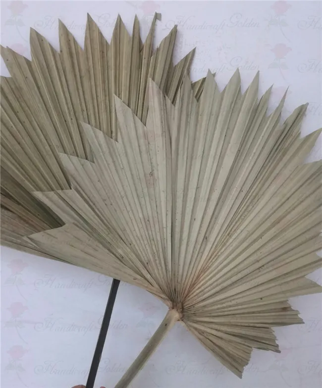 Wholesale Dried Fan Palm Leaves For Wedding Decoration