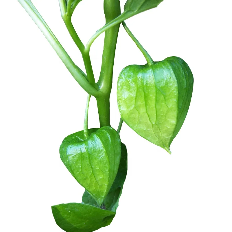 
Physalis alkekengi Vegetables Seeds 