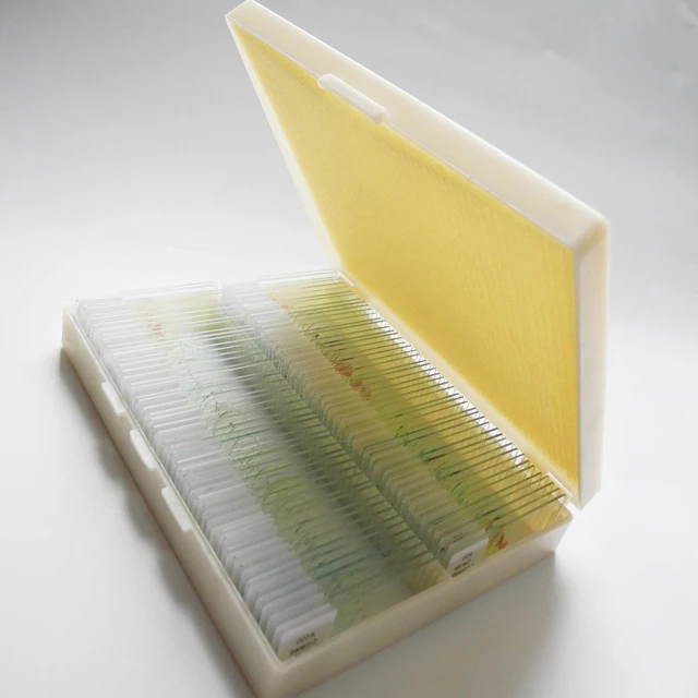 Shockproof Gift Fixed Medical Research 100pcs Microbiology Prepared Slides
