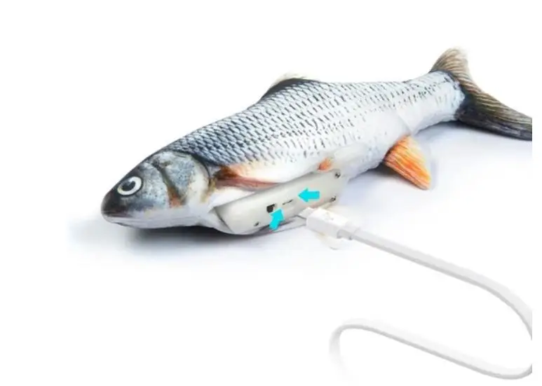 fish