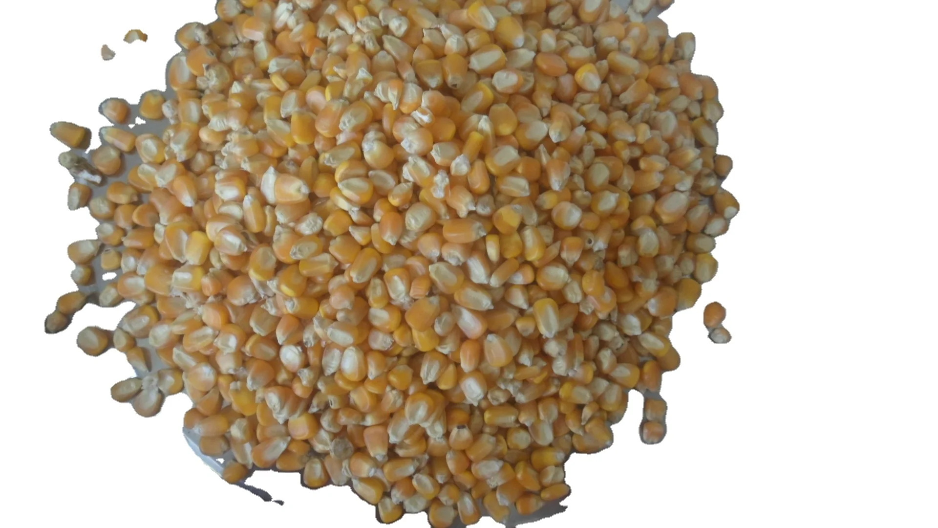 Corn Grits For Feed Buy Corn Grits,Corn Product on
