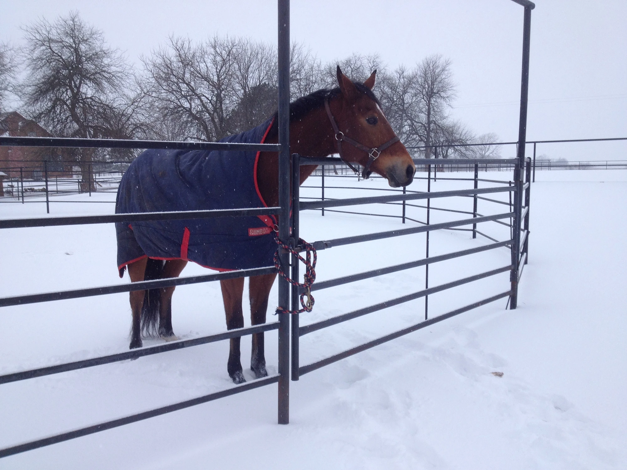 Heavy Duty Livestock Steel Tubing Corral Panels Used As Round Pen 3x3 ...