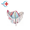 HC-S226 High Quality Human Skeleton Male pelvis model for sale