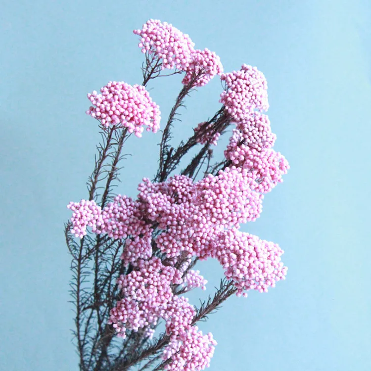 批发真正的天然0zothamnus Diosmifolius保存的小米花保存的米花安排 Buy 米花 米花 真正的天然0zothamnus Diosmifolius Product On Alibaba Com