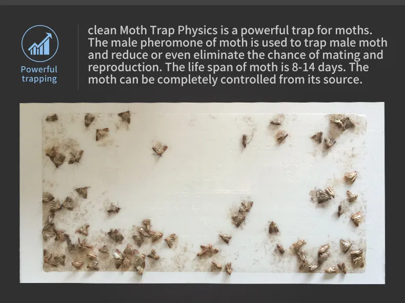 Non Toxic Pheromones Attractant Moth Trap With Hook