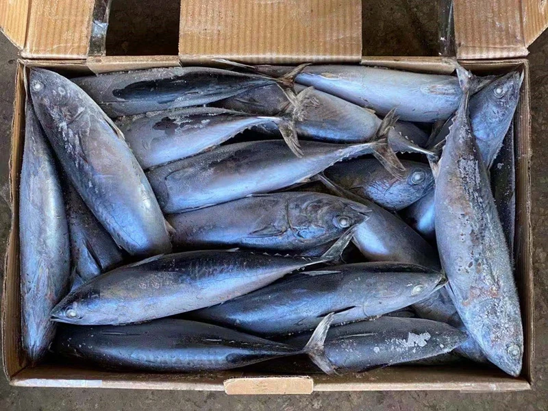 供应新鲜的海鲜冻品鲣鱼韩国市场