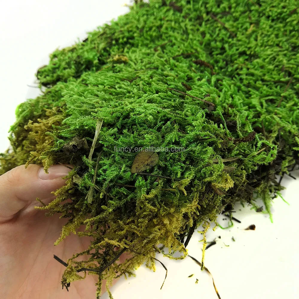 Wholesale Preserved Moss Wall Decoration Modern Green Moss Wall