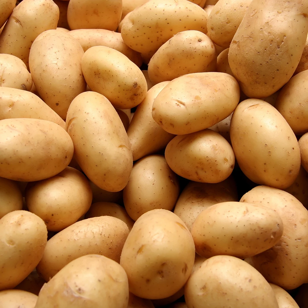 Fresh Potato From Holland The Netherlands For Wholesale Private Label