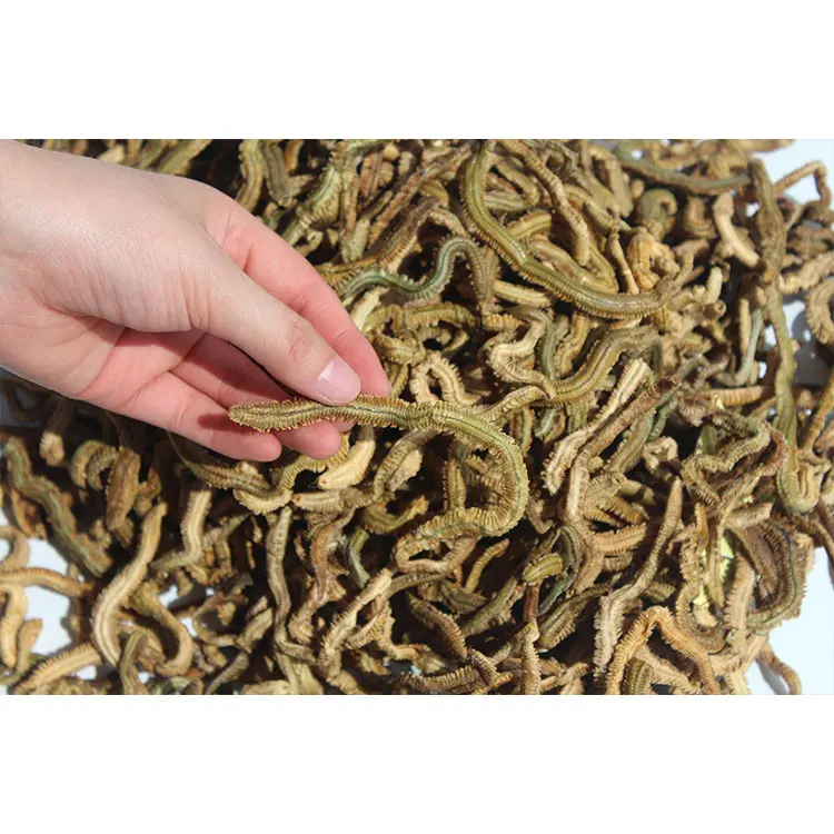 ドライマリンウォームフレッシュフリーズドライルグウォームベストフィッシングベイトルアー Buy ドライ餌 ドライ餌 釣り餌 Product On Alibaba Com