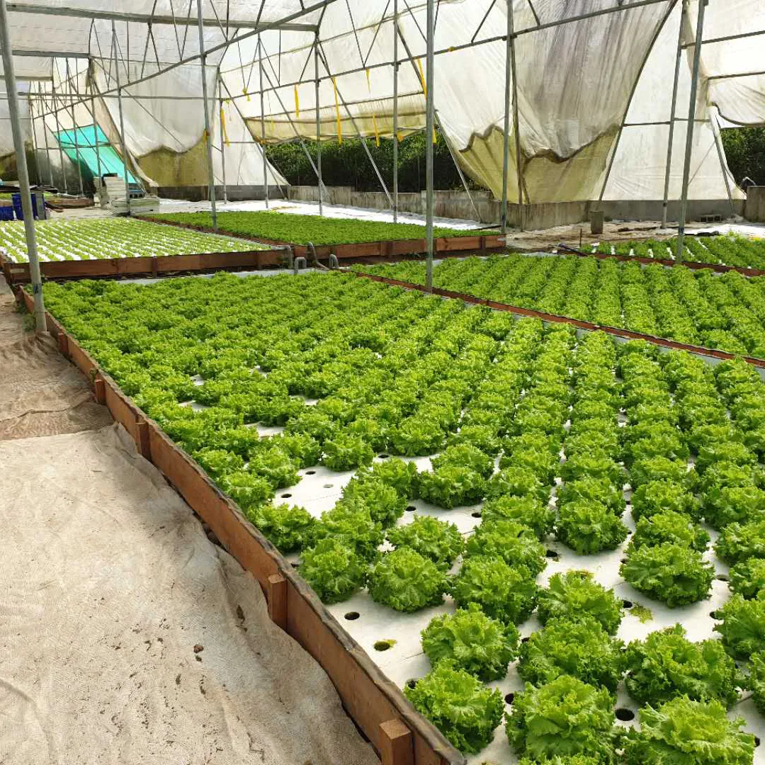 Hydroponic Greenhouse Dwc Raft Board System Xps Nontoxic High Density