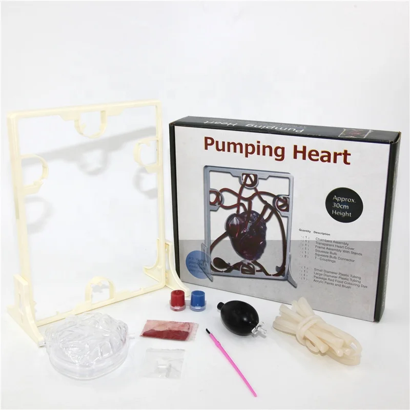 Biology Anatomical Plastic Pumping Human Heart Model Buy Human Heart