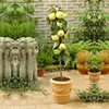 Plant farm direct sale Malus pumila saplings dwarf columnar apple tree seedlings