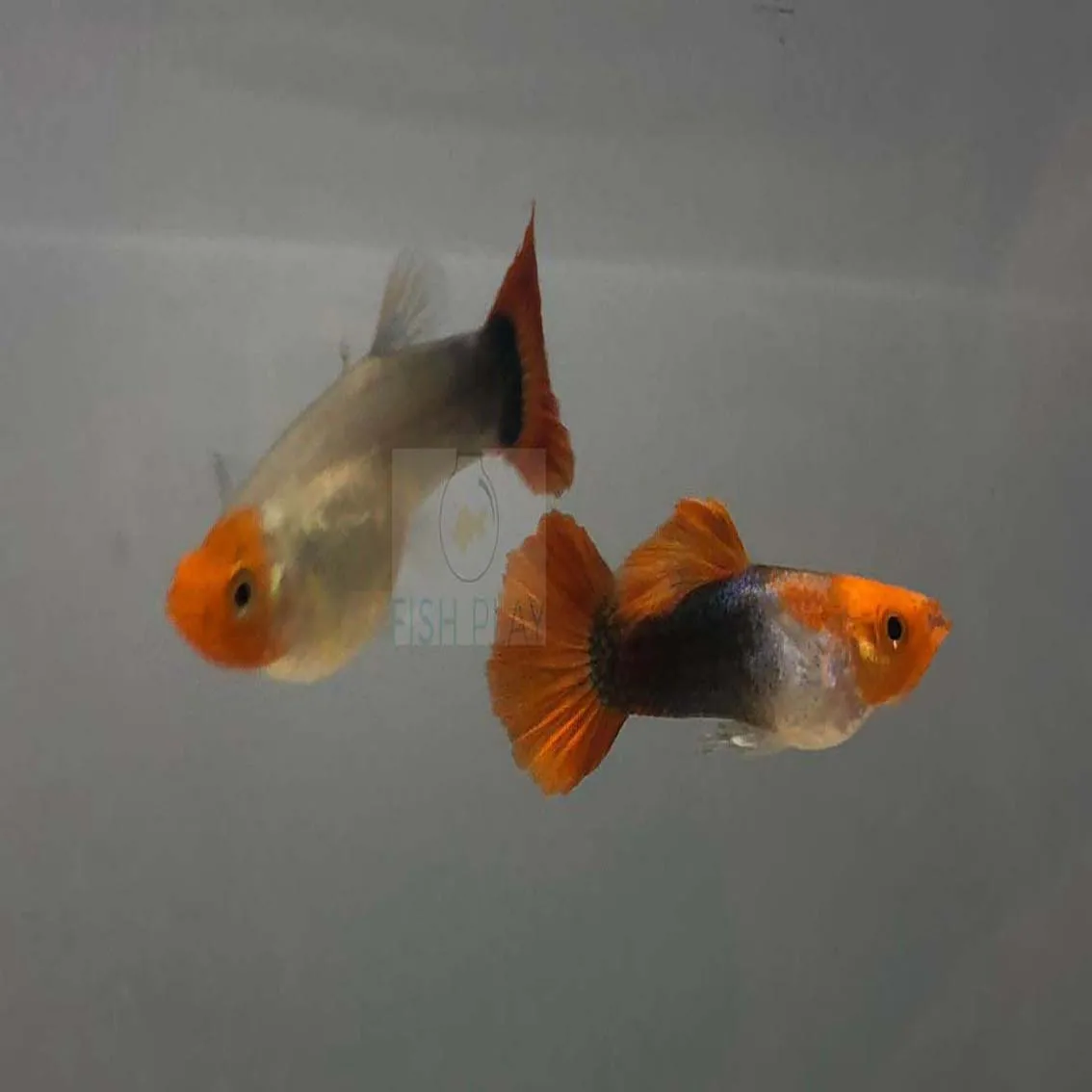 Live Tuxedo Koi Guppies For Sale Aquarium Fish Buy Special Koi Fish