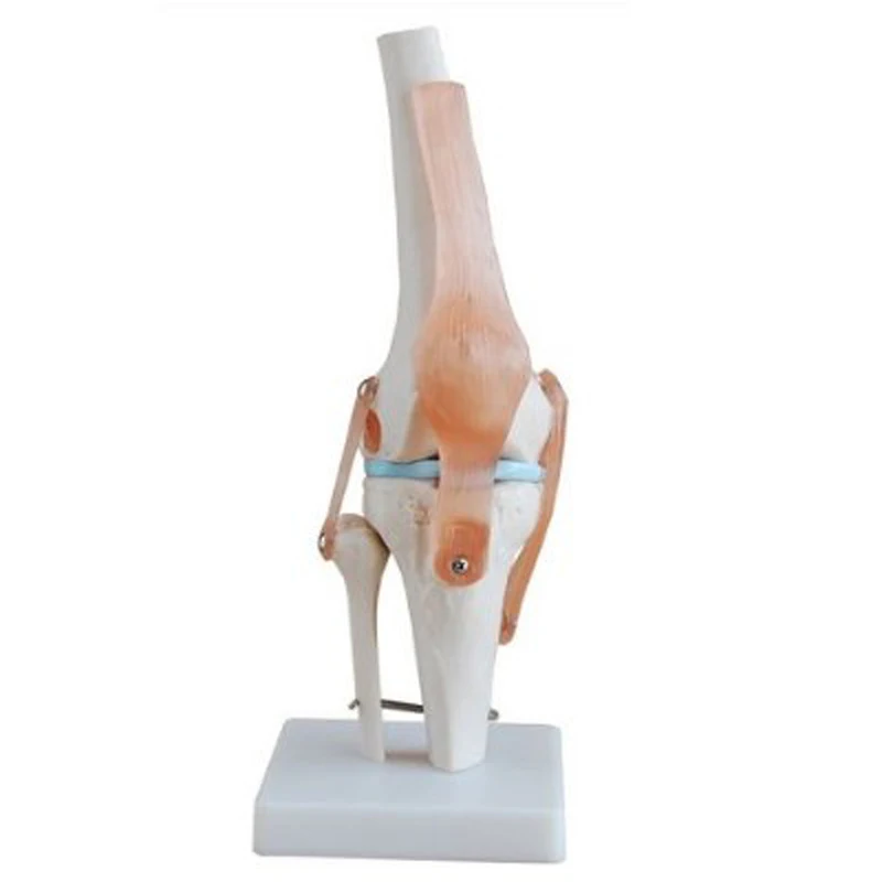 12X12X33CM Human Skeleton Model , Anatomy Knee Model For Education